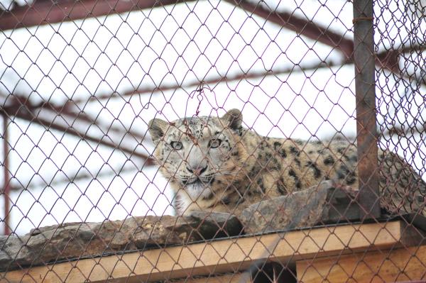 План на время вывезти животных Пермского зоопарка в другие регионы не будет реализован
