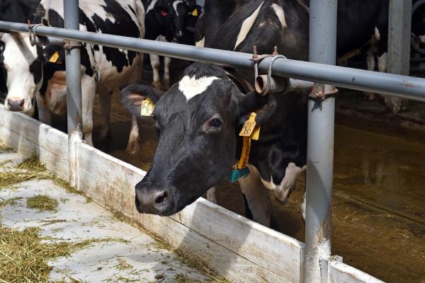 Производители молока в Прикамье наращивают объёмы производства