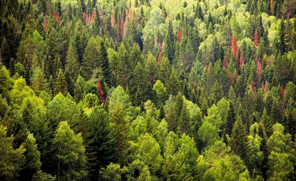 В Полазне уссурийский полиграф может уничтожить пихтовый лес