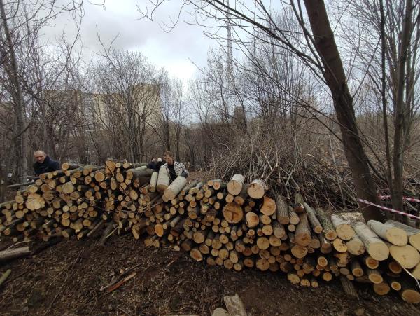 В Саду соловьёв Перми вырубили около 50 деревьев
